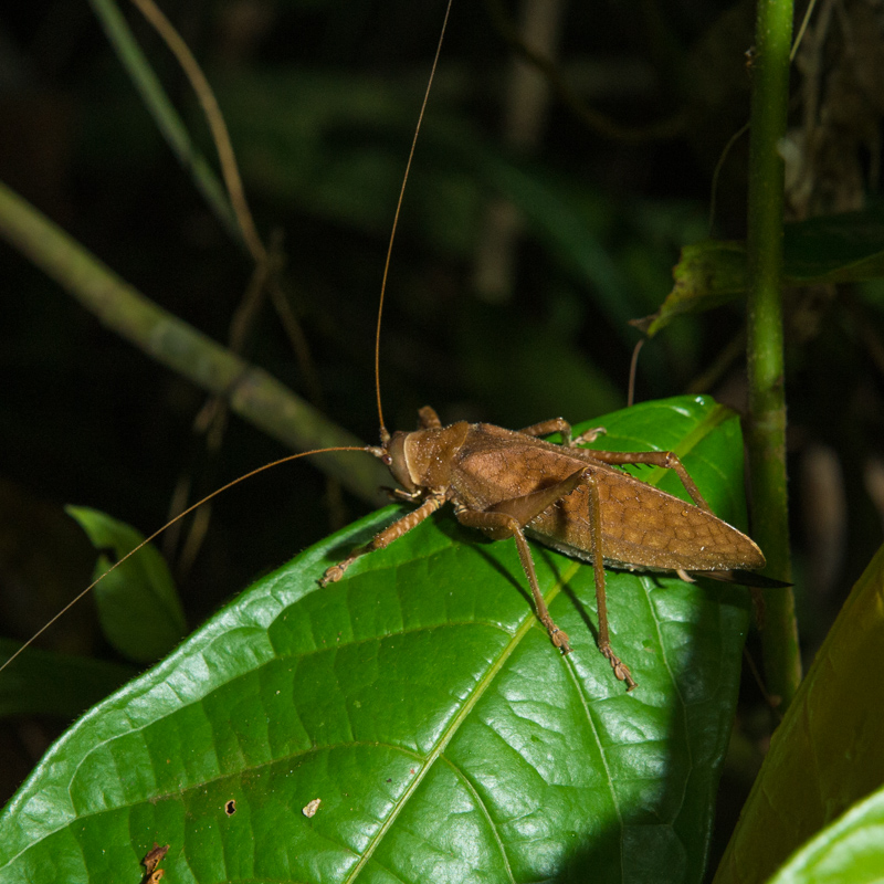 Katydid (Langostino) on leaf in Peruvian rainforest