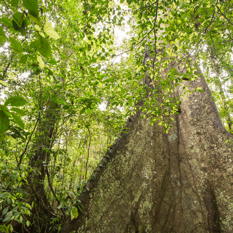 Buttress root, Kapok tree, Plants, rainforest