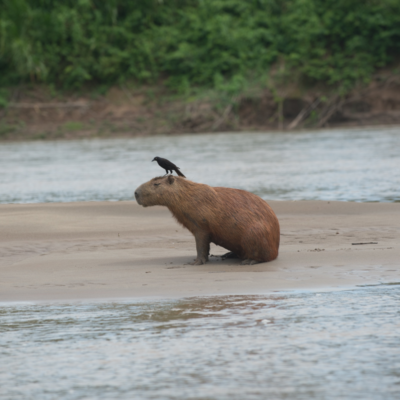 Capybara, Cowbird, rainforest beach