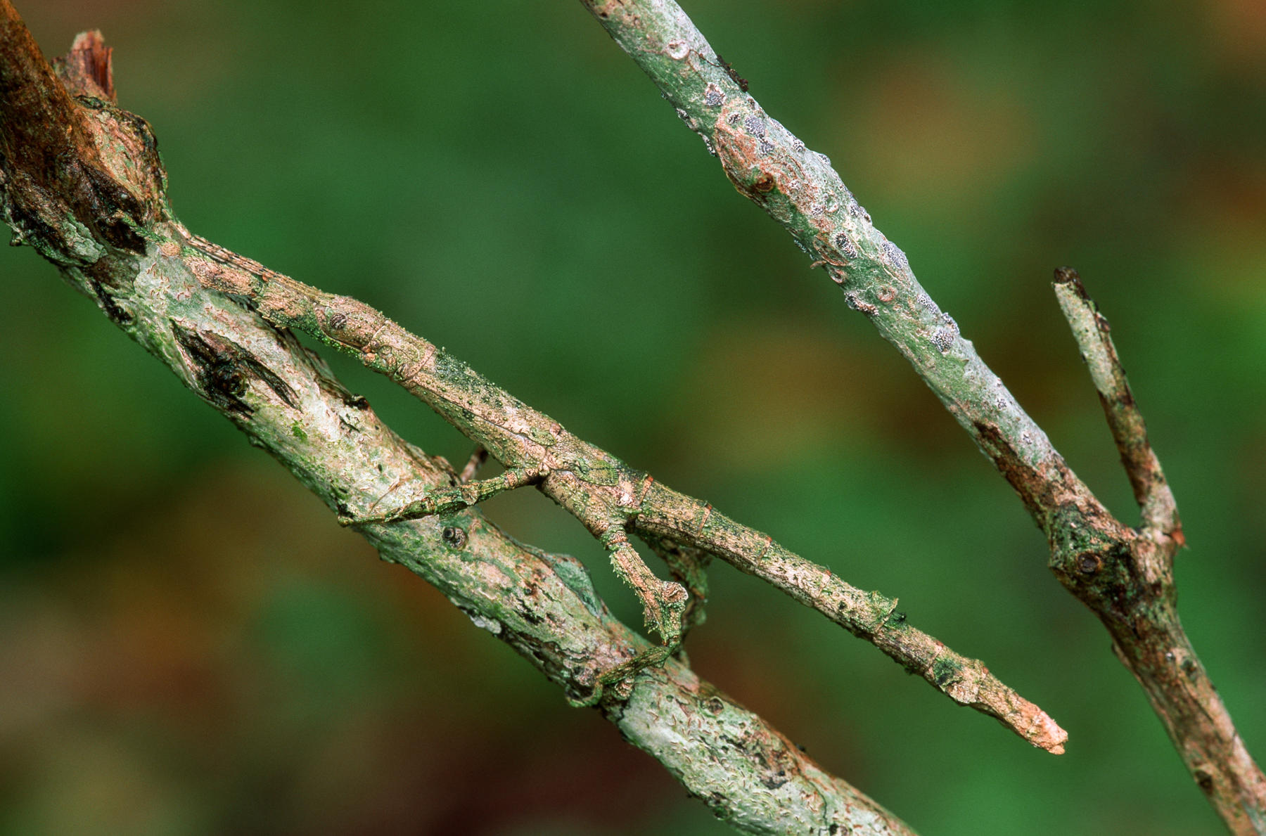 Stick Insect. camouflage, insects, stick insects.