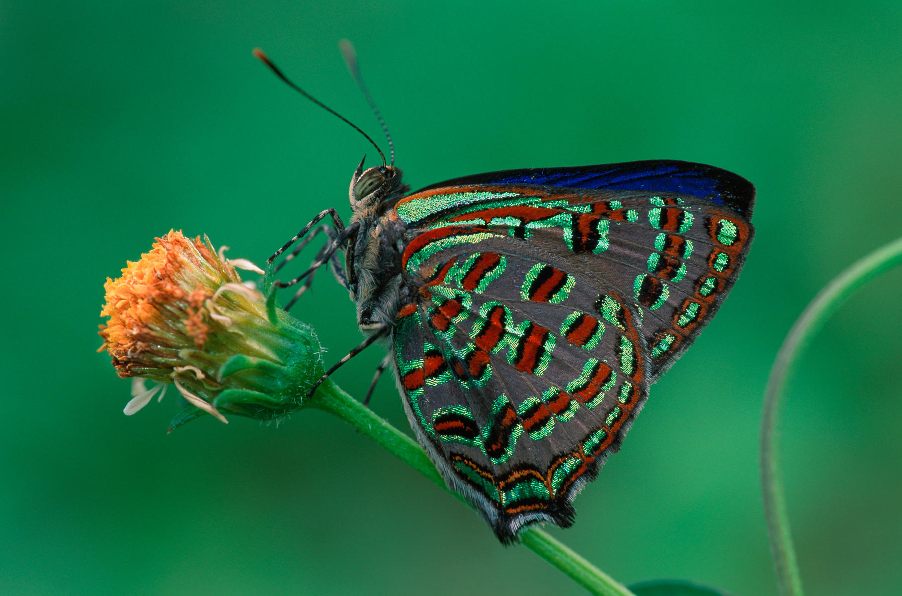 Moth on Flower Peacock Jewel, moth