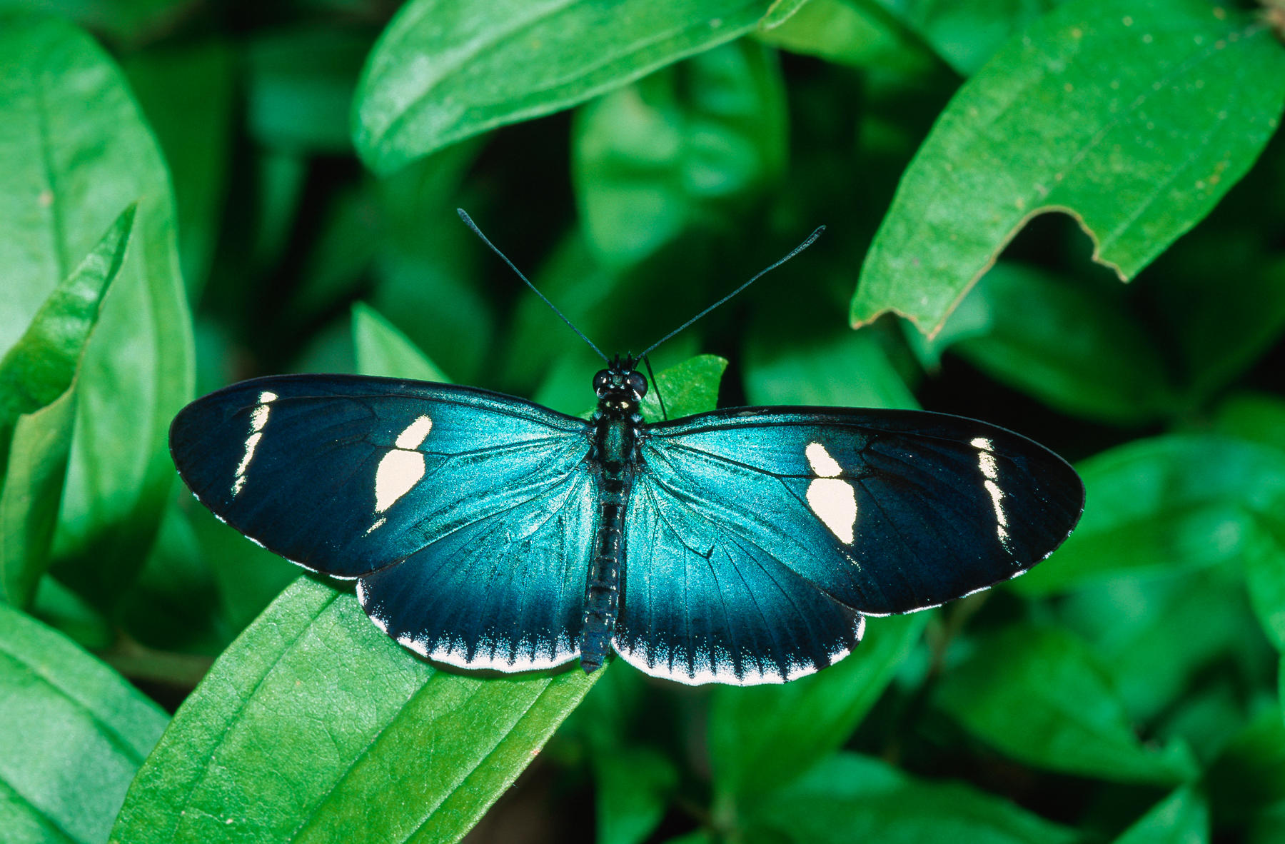 butterfly, Heliconidae