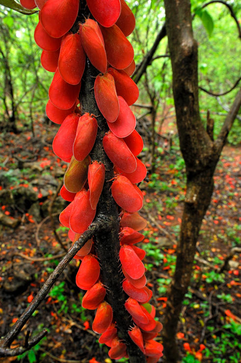 Adult Flatid Leaf-Bugs (Phromnia rosea) Preserve  Antsiranana, Northern Madagascar