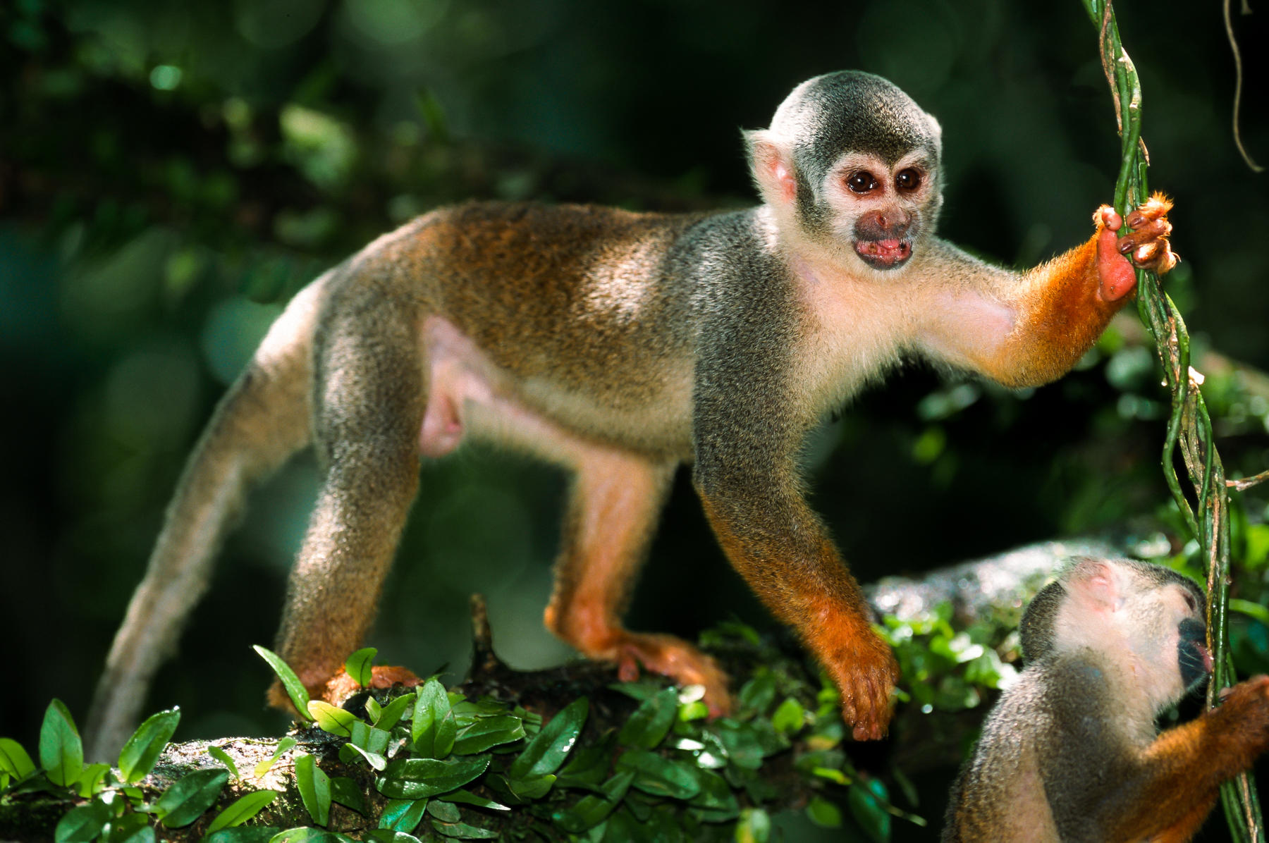 White-fronted Capuchin Monkey in trees in Columbian rainforest.