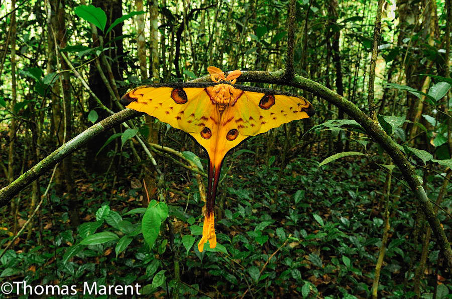 Comet Moth - Moon Moth - Argena Mitrrei  Rainforest Madagascar Thomas Marent