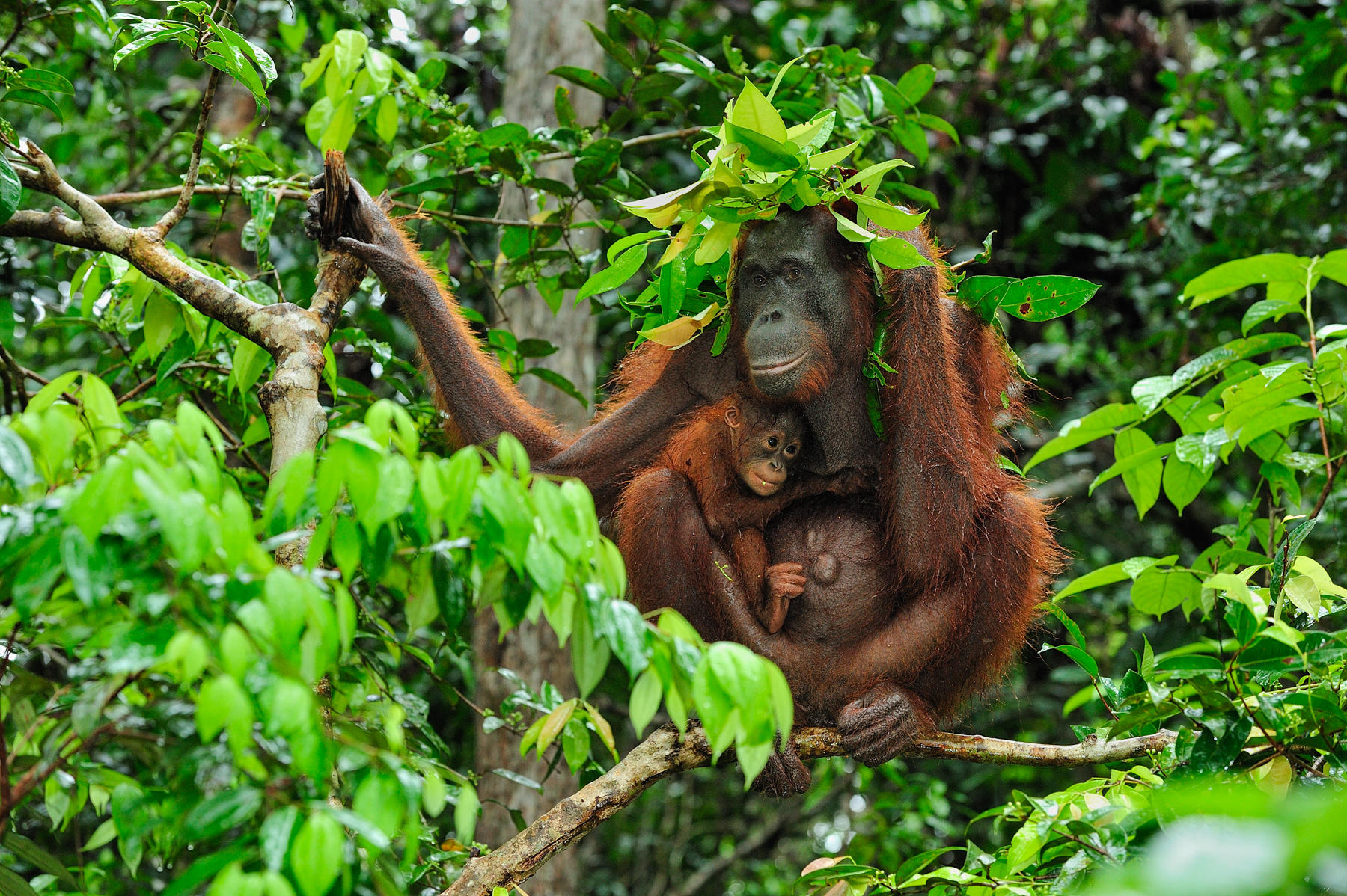 Borneo Orangutan - Pongo pygmaeus - female with baby on a tree - holding leaves over their heads "roof" to protect themselves from rain - Camp Leakey - Tanjung Puting National Park - Kalimantan - Borneo - Indonesia. Used in lessons. Also used as chapter opener - U3_C5_G2.