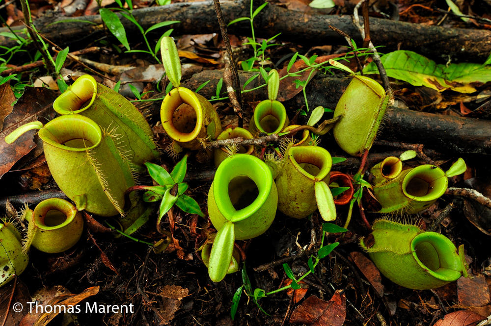 Flask-shaped Pitcherplant - Nepenthes ampullaria - Tanjung Puting National Park - Kalimantan - Borneo - Indonesia