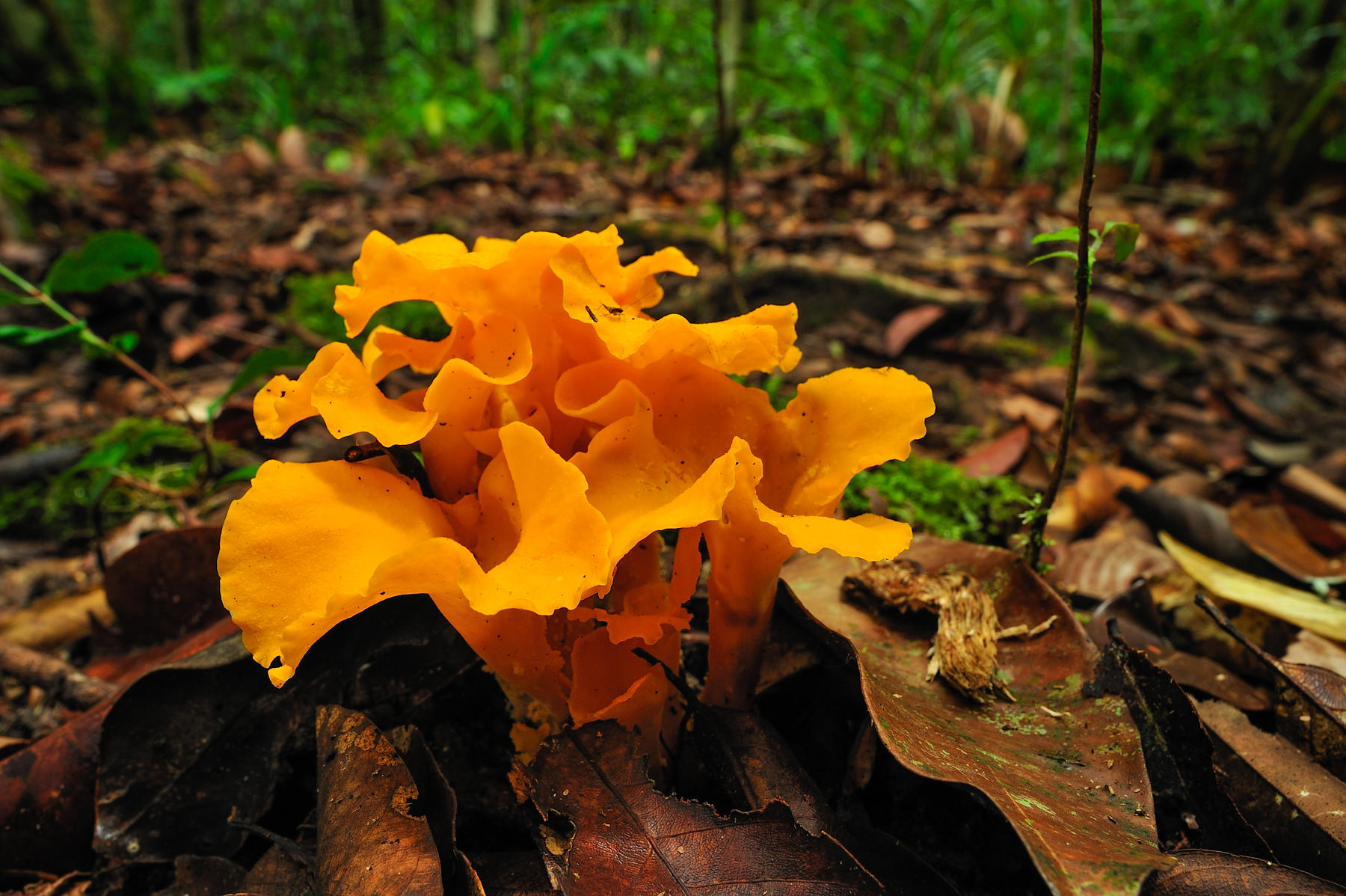 Bright Orange Fungus