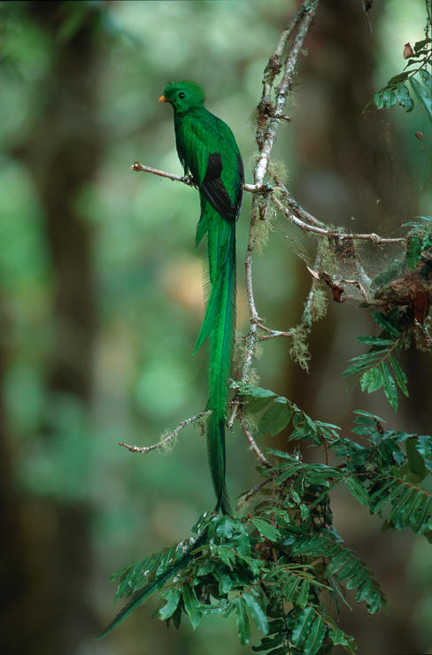 Resplendent Quetzal (male)