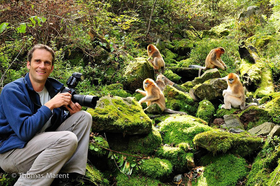Here Thomas is getting ready to photograph one of his favorite subjects: monkeys! Waiting to have their picture taken are Golden Snub-Nosed Monkeys. Wildlife and Rainforest Photographer Thomas Marent Golden Snub-Nosed Monkeys