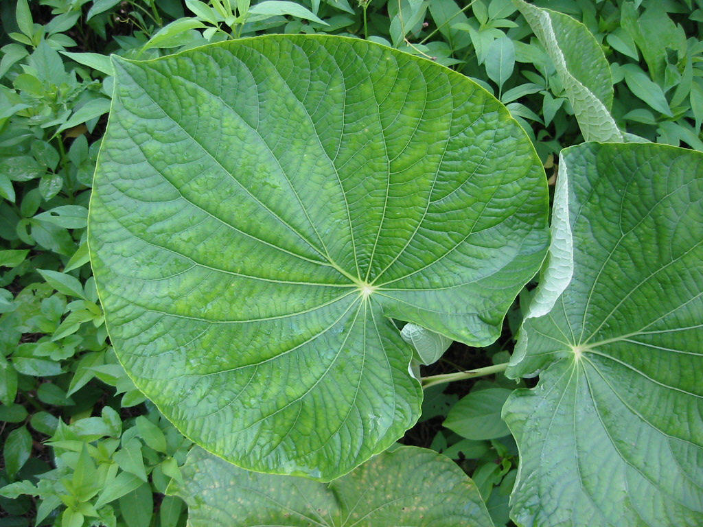 Waxy Leaf with Drip Tip Rainforest Plant Adaptations