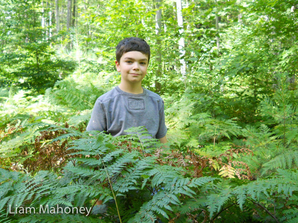 Ferns grow thick in our woods. In late summer, it’s hard to walk through the woods because the ferns grow so tall! Luckily, they are soft and easy to walk through, as long as you don’t mind that you can’t see your feet."-Liam Mahoney Ferns - Rainforest Plants - EdTechLens Blog