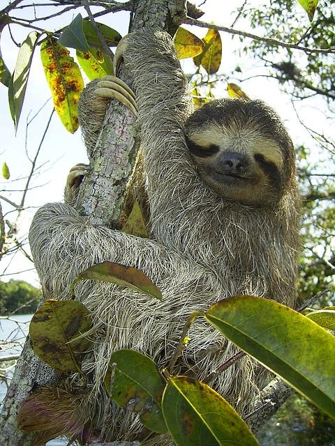 Tree Sloth