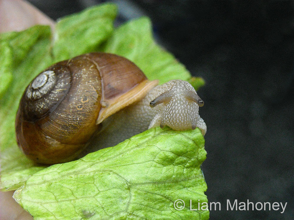 With all the moist leaf litter and rotting logs on the forest floor, snails are common. They can get pretty big, too! I could actually hear this one crunching while it ate! You can always tell when a snail or slug has been on a plant because of the slime trails they leave behind.” Liam Mahoney Snails - Giant Panda Snail - EdTechLens Science Liam Mahoney