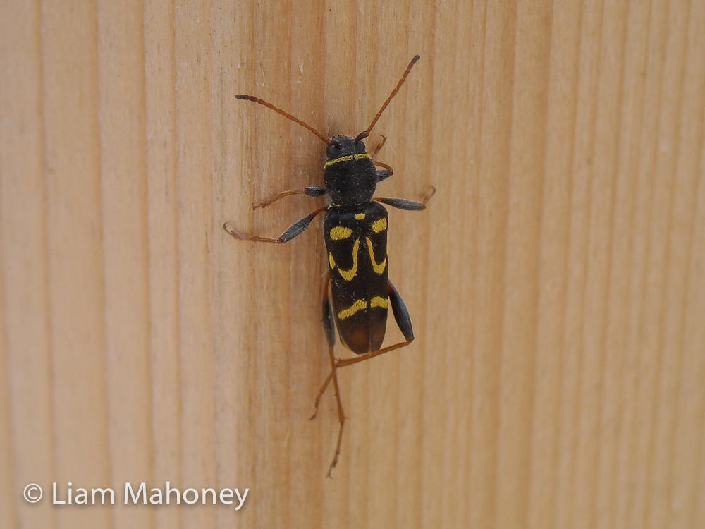 Batesian Mimicry Round-necked Longhorn Beetle Photo Liam Mahoney