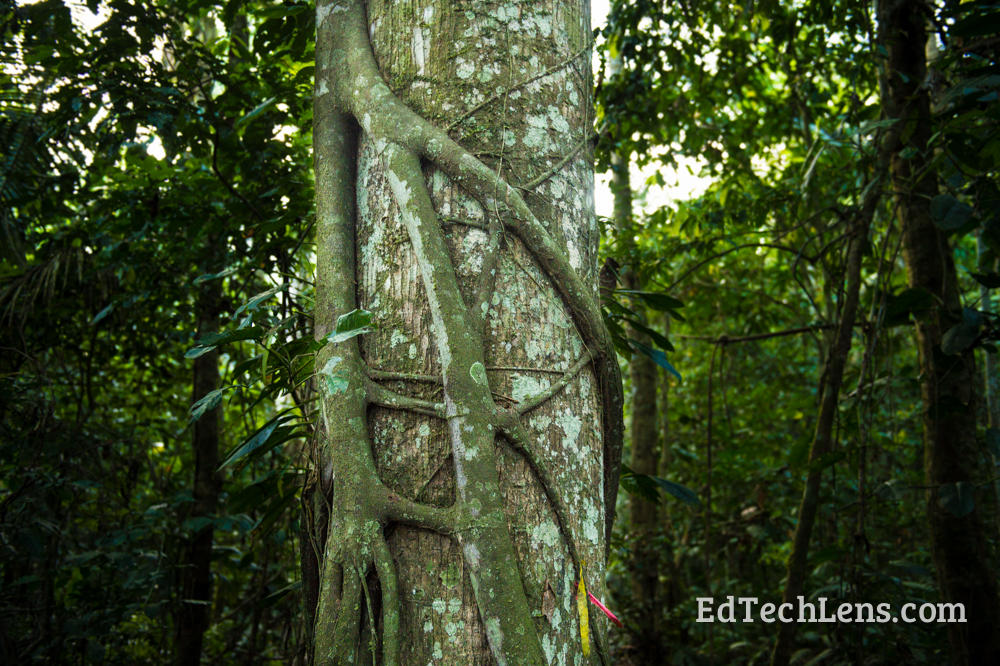 Rainforest Plants Protection Methods Strangler fig vine