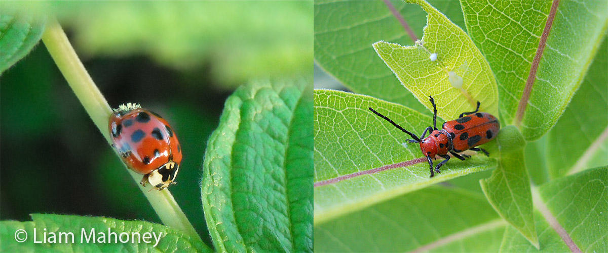 “If you’ve ever picked up a ladybug, then you know all too well what it smells like. Ladybugs give off a foul odor to avoid being eaten, as they smell and taste horrible. This red milkweed beetle also tastes horrible, due to the toxic milkweed that it eats. The beetle uses the familiar ladybug coloring to advertise a warning to predators that, like the ladybug, it tastes bad.”-Liam Mahoney