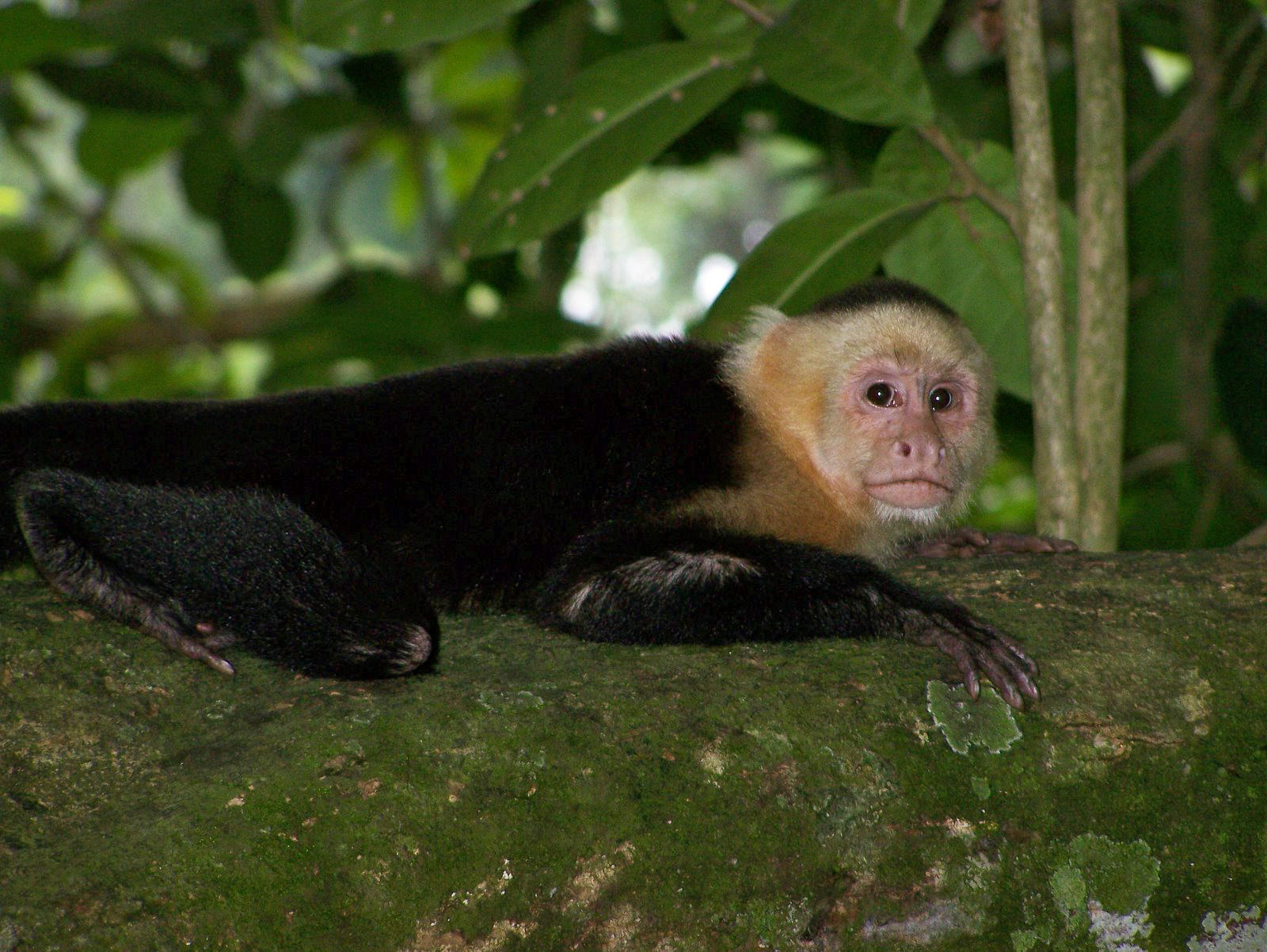 Capuchin monkey - Mutualism - Rainforest Plants Animals Working Together