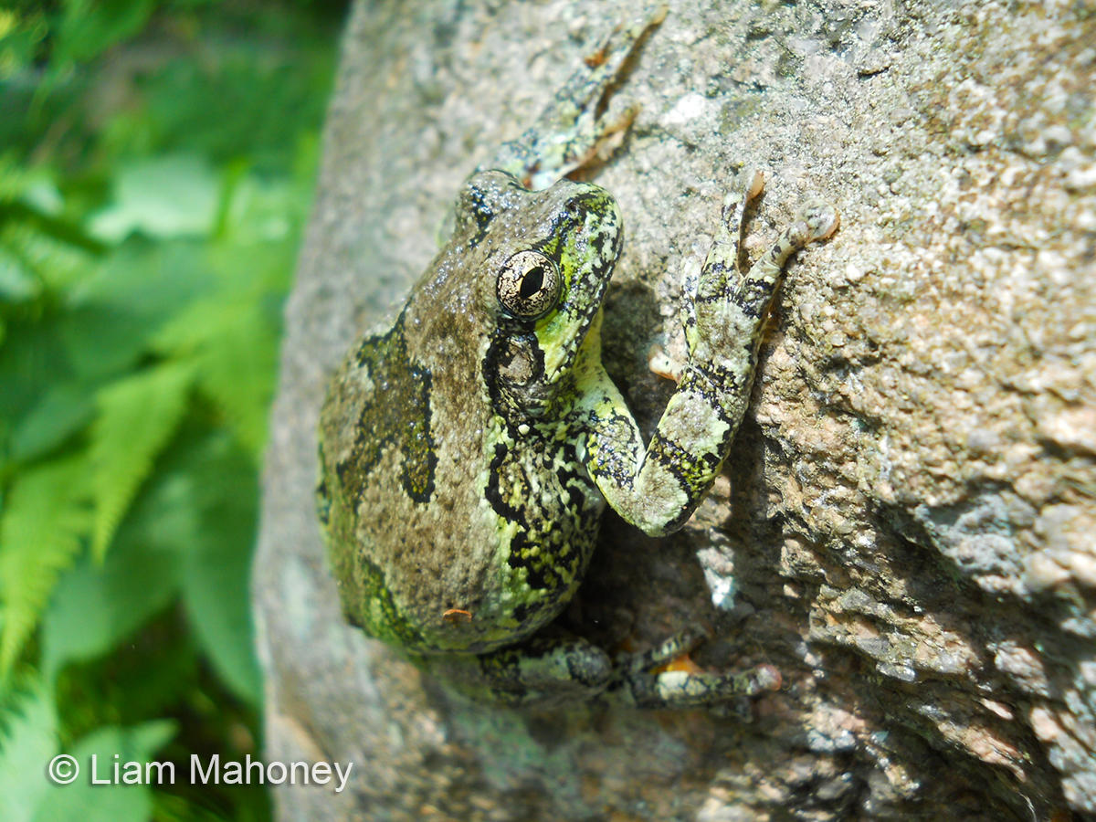 Gray Tree Frog Icky Sticky Foot Pads Image Liam Mahoney