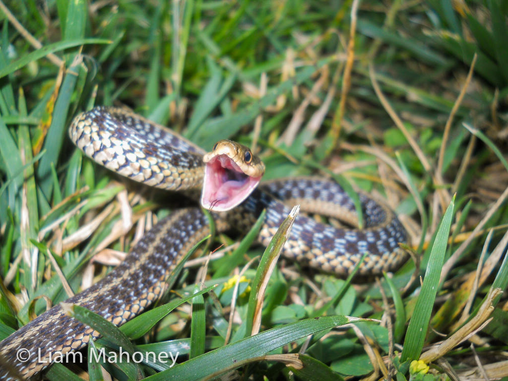 Garter Snake Image Liam Mahoney Forest Animals Protect Themselves