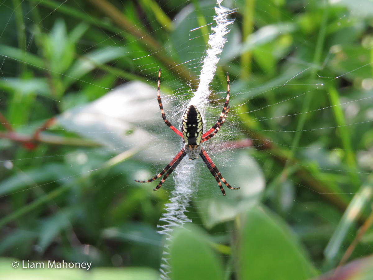 Check out the fancy web that this garden spider is weaving! These webs may be beautiful to look at but are deadly for those insects who are trapped in them. (Image: Liam Mahoney) Garden Spider Eight-Legged Wonders Liam Mahoney EdTechLens