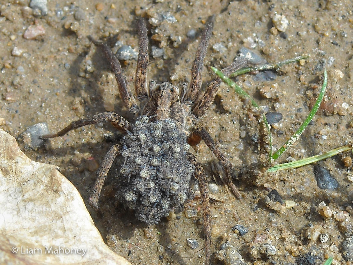 Wolf spiders are known for their great hunting abilities and excellent eyesight! These spiders tend to hunt and live alone. (Image: Liam Mahoney) Wolf spiders Eight-Legged Wonders EdTechLens Blog Liam Mahoney