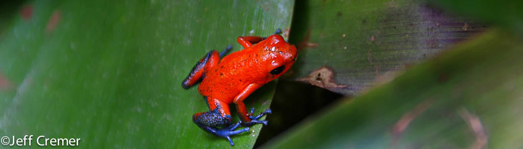 Blue Jeans Poison Dart Frog in Peruvian rainforest Jeff Cremer Photo