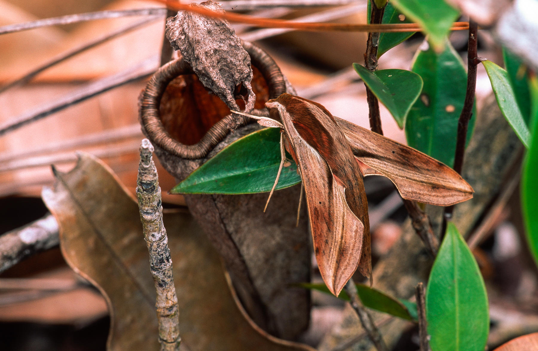 Moth on Pitcher Plant Hawk Moth on pitcherpl.