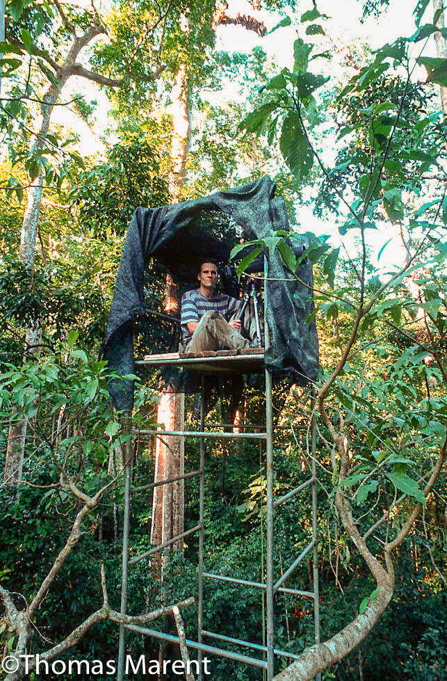 rainforest and wildlife photographer Thomas Marent