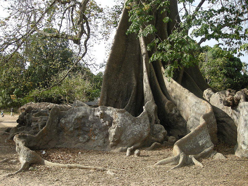 Buttress Roots Senegal Africa Rainforest Science