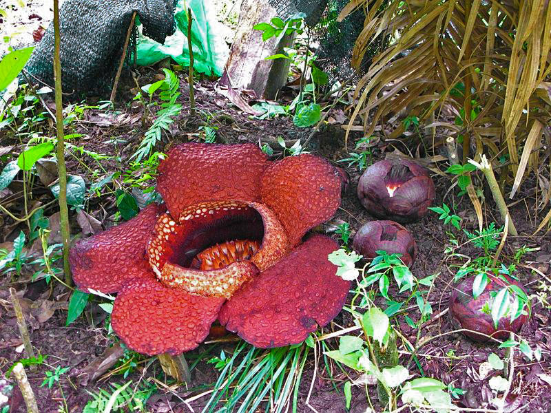 Rafflesia arnoldi Bloom - Rainforest Plants - Stinky Flowers