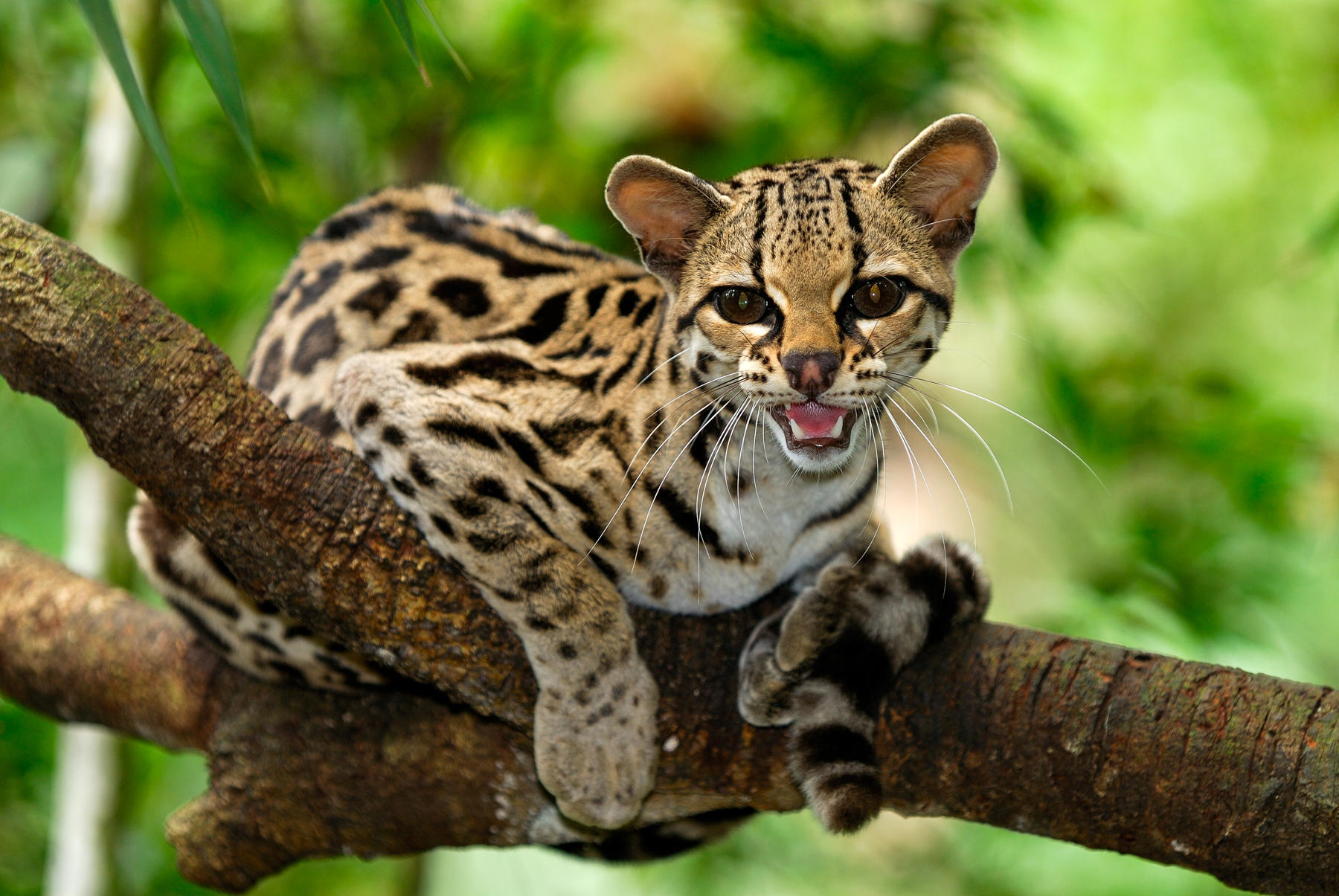 Margay (Felis wiedii) Belize