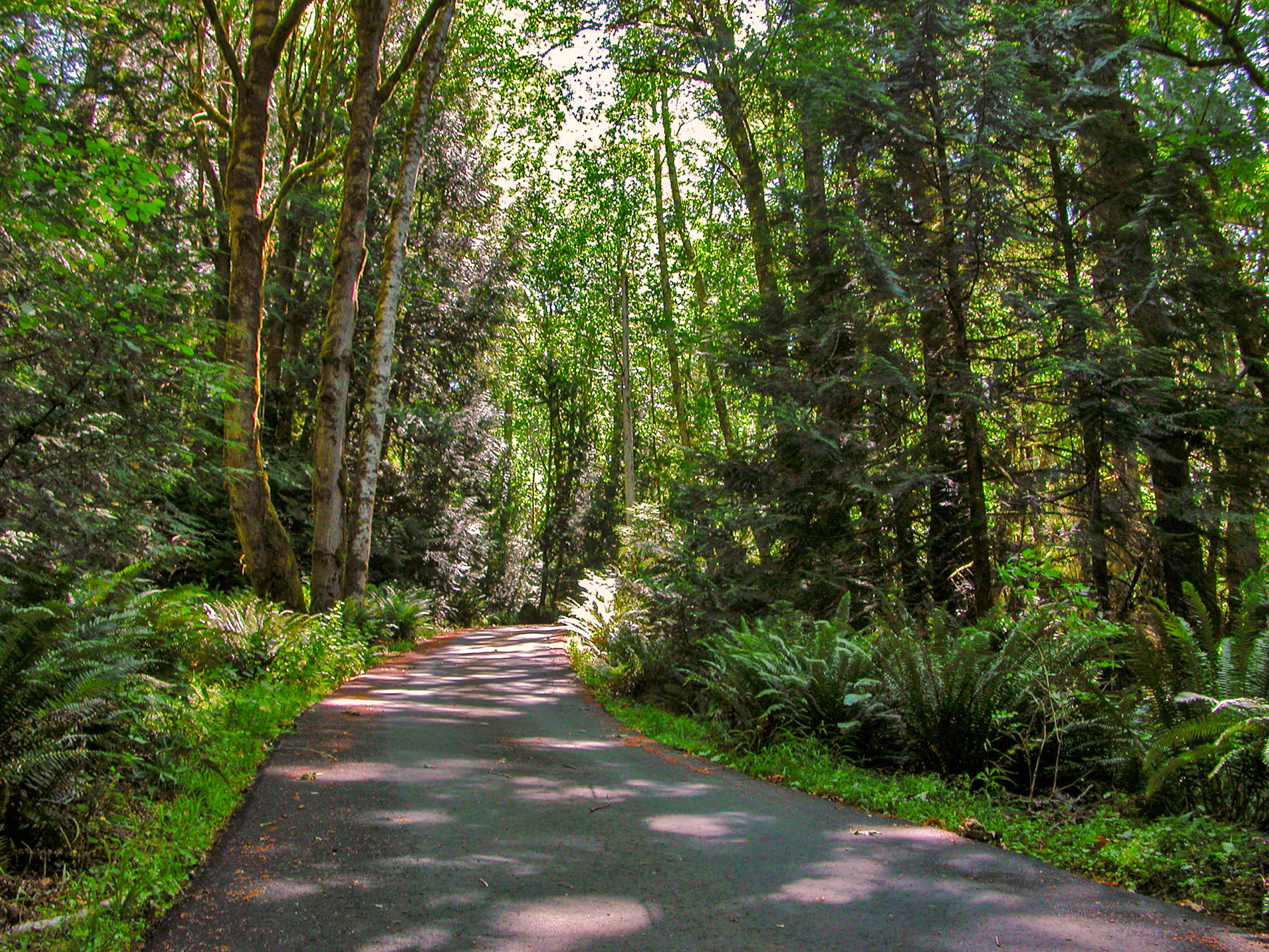 Seabeck, Washington. Narrow road with trees in temperate rainforest on Kitsap Peninsula.