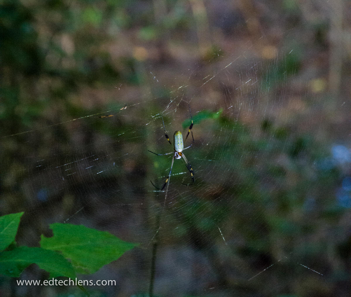 Golden Orb Spider Costa Rica