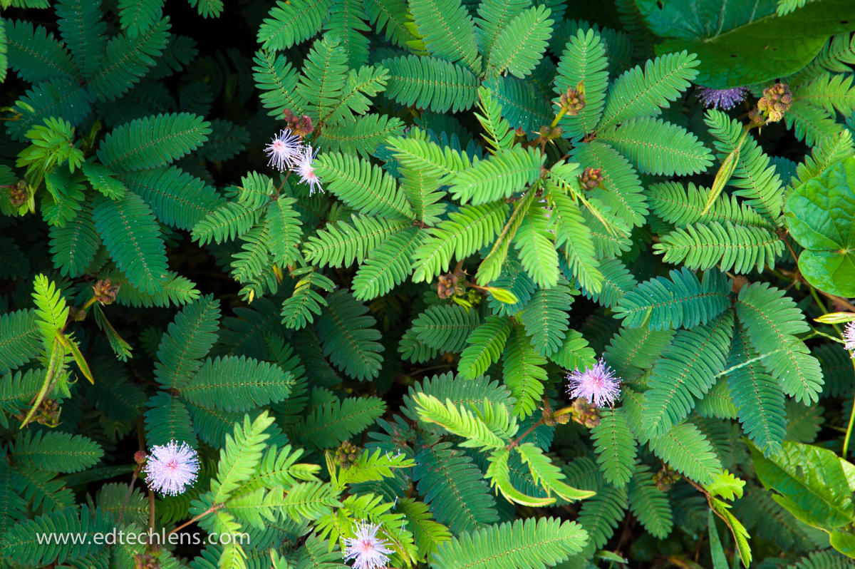 The Sensitive Plant is an object of interest in many gardens. But in other parts of the world, it is considered to be more of a weed that can threaten other plant llfe. (Image: Ellen Senisi) Sensitive Plant - Brazil Rainforests - EdTechLens"