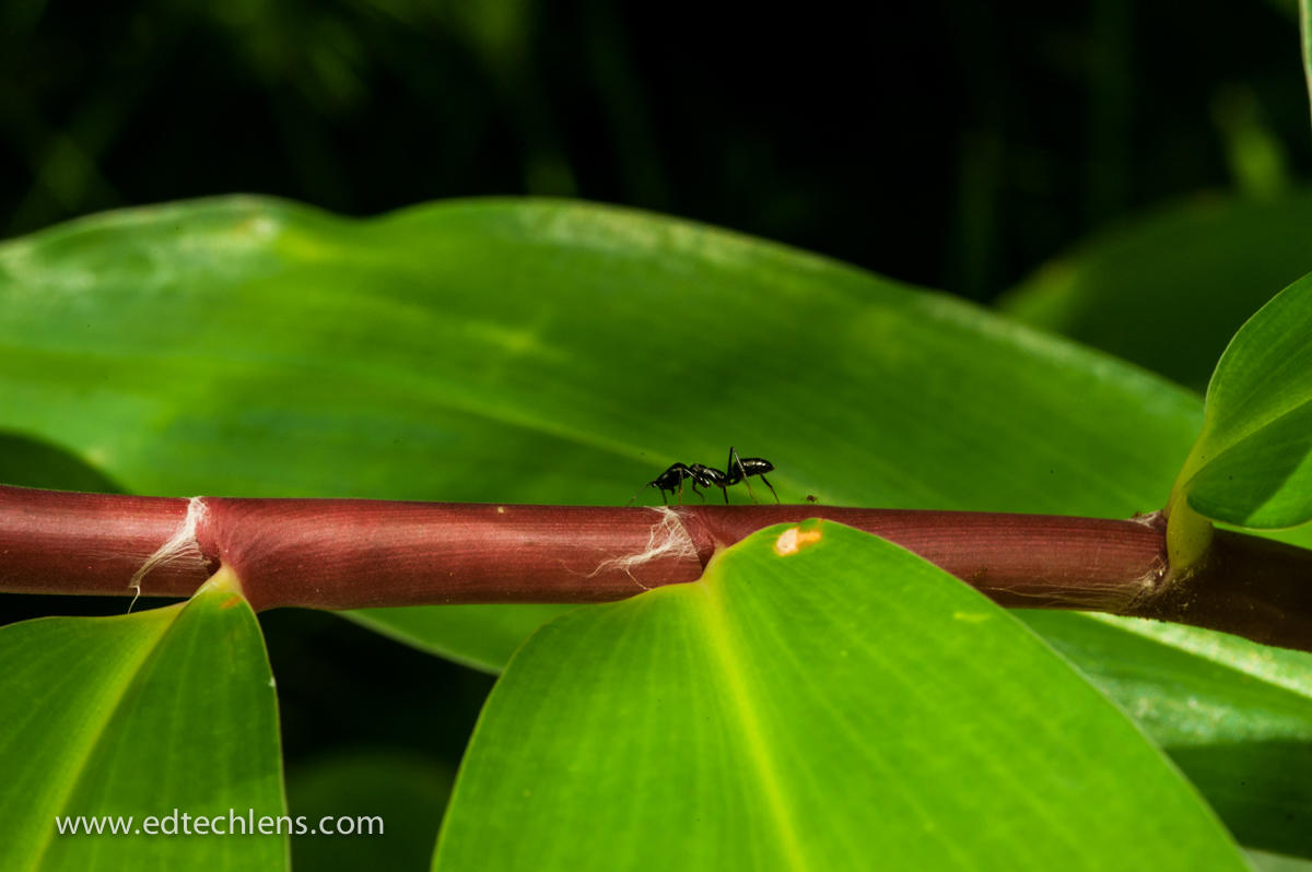 A Most Fearsome Creature: Rainforest Ants