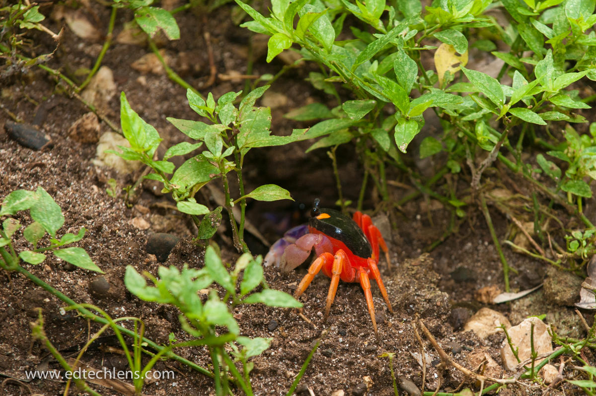 interdependent relationships In Rainforest - EdTechLens