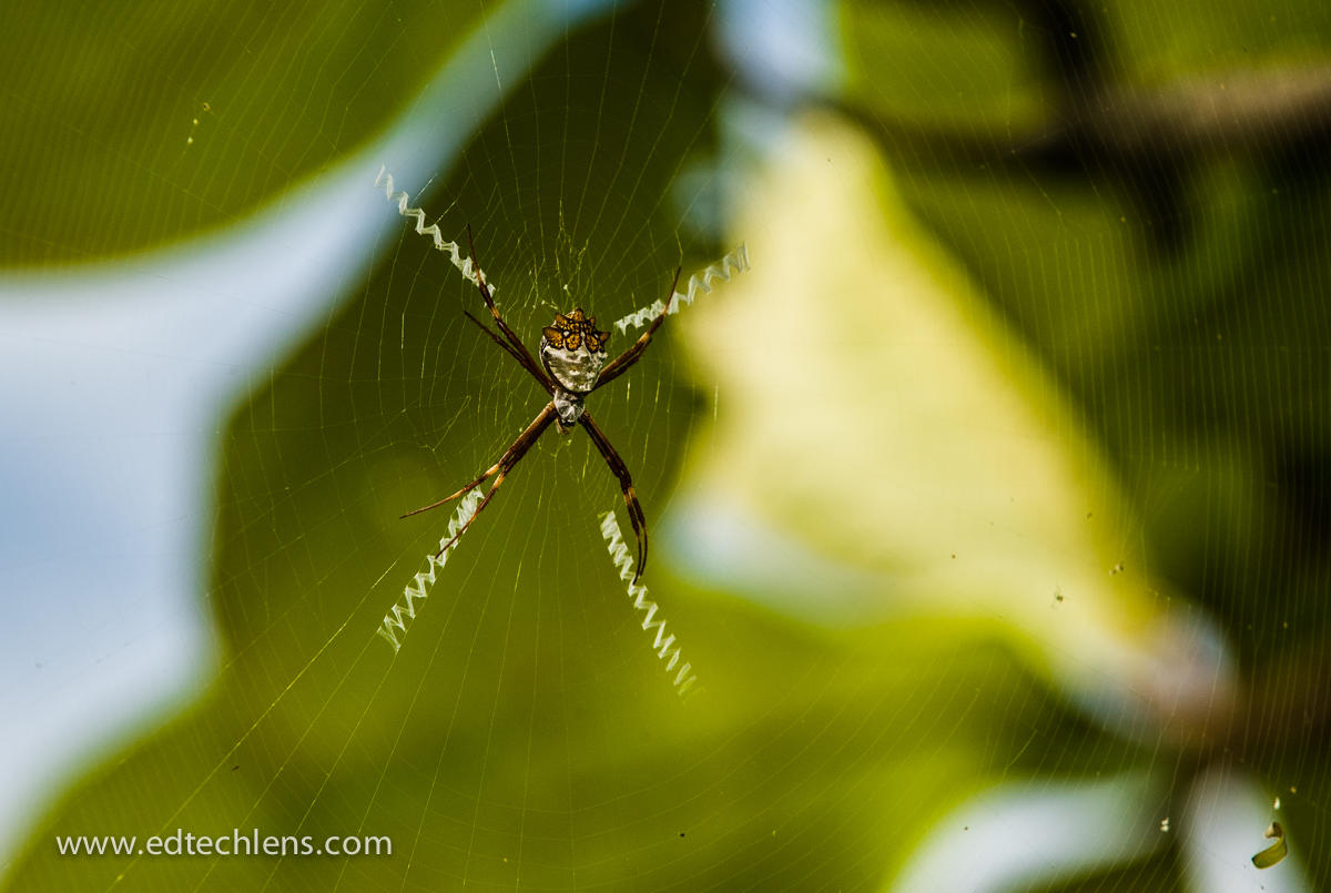 Spiders are known for their brightly colored abdomens; notice how this spider's web is almost invisible