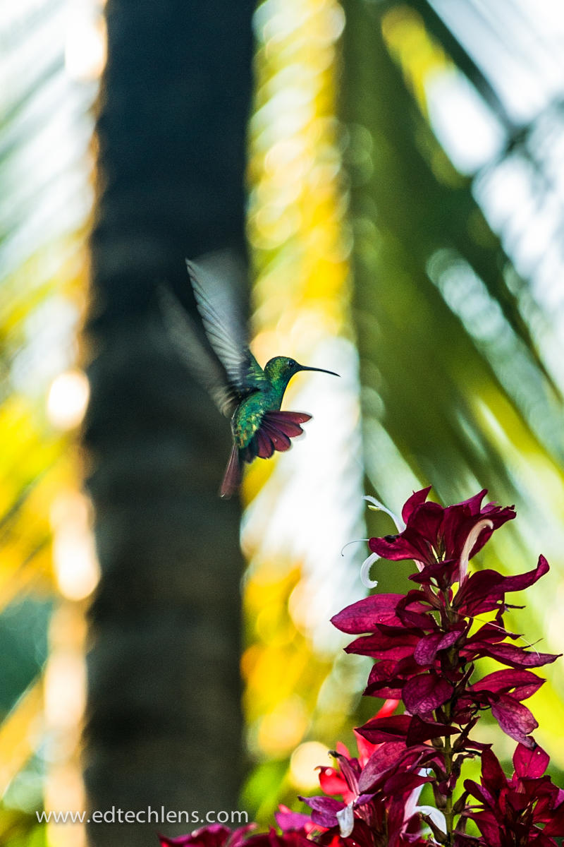 Rainforest Keystone Species - Ecosystem Building Blocks EdTechLens