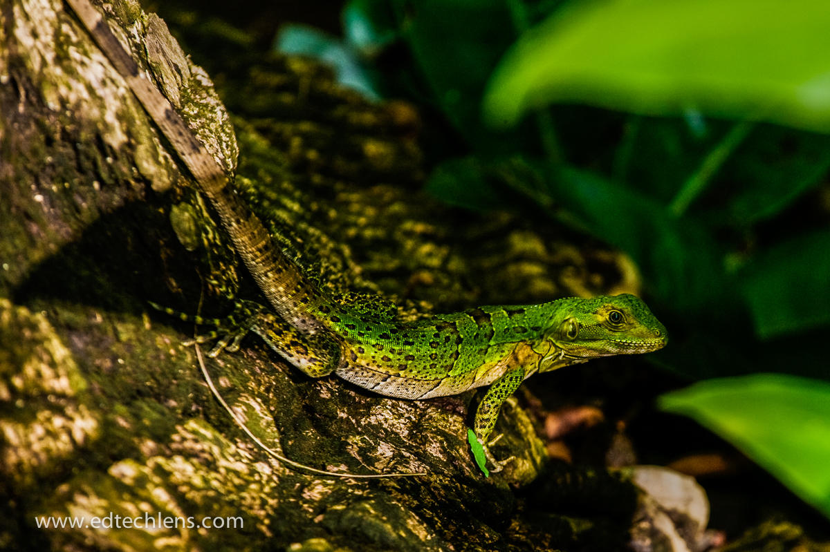 Rainforest in Nosara area, Guanacaste Province, Costa Rica. iguana. camouflage.