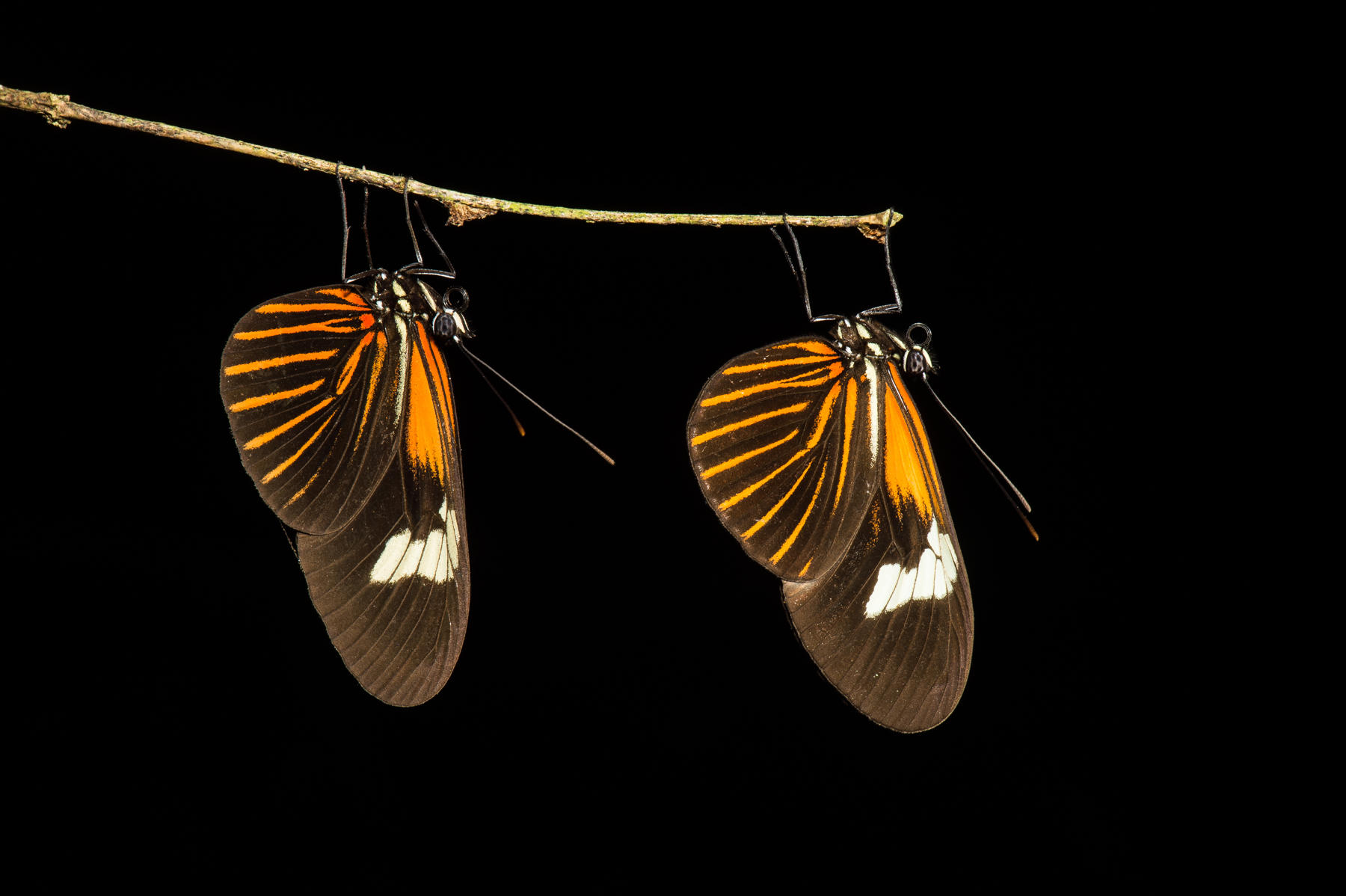 Poisonous Passion Vine butterflies (heliconius erato) sleeping together in a butterfly roost in Peruvian rainforest