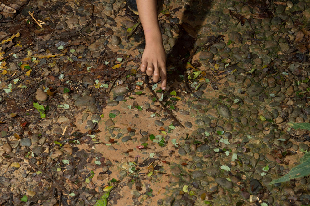 Leaf Cutter Ants Carrying Pieces of Leaves