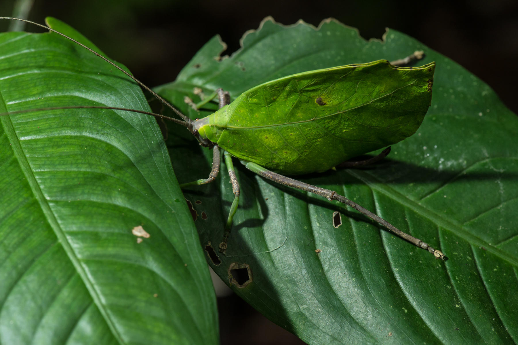 A leaf-mimicking katydid on a leaf in Peruvian rainforest. No two of them look of the same to protect themselves against predators who could recognize a pattern. insect. invertebrate