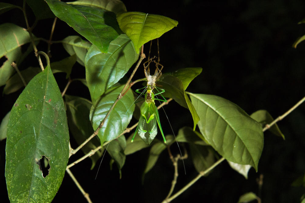 Katydid shedding it's skin in Peruvian rainforest