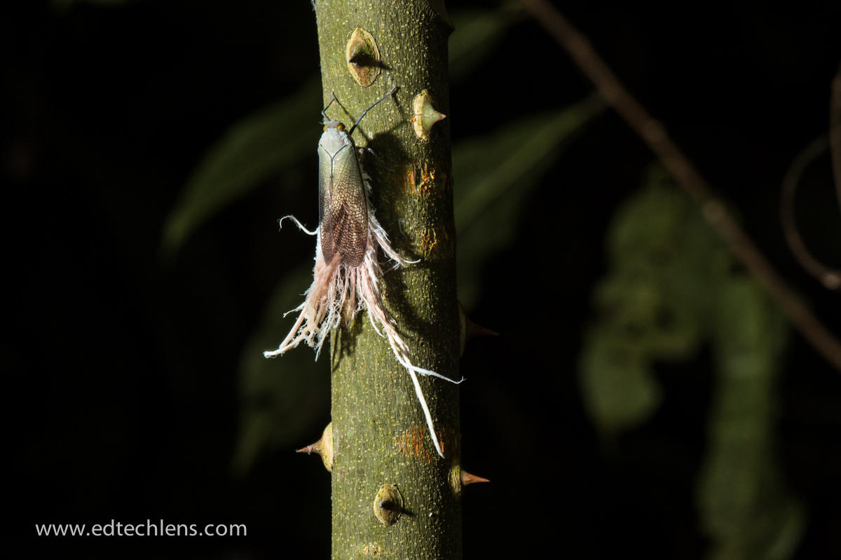Wax Tailed Hopper Found in Peruvian Rainforest (Image: Ellen Senisi) Wax Tailed Hopper Insect Troll Rainforest