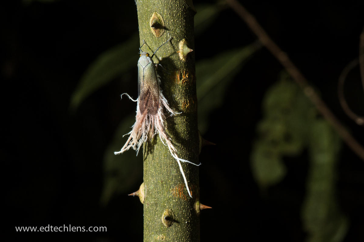 Wax Tailed Hopper Insect Troll Rainforest