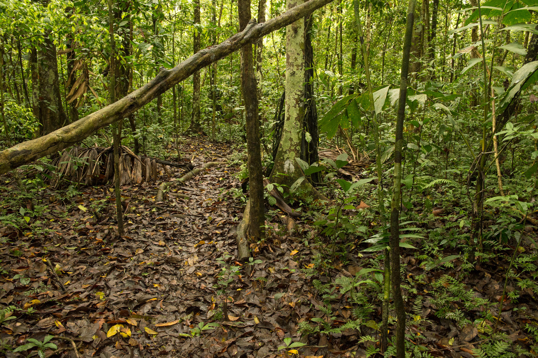 plants, trees, forest floor, rainforest