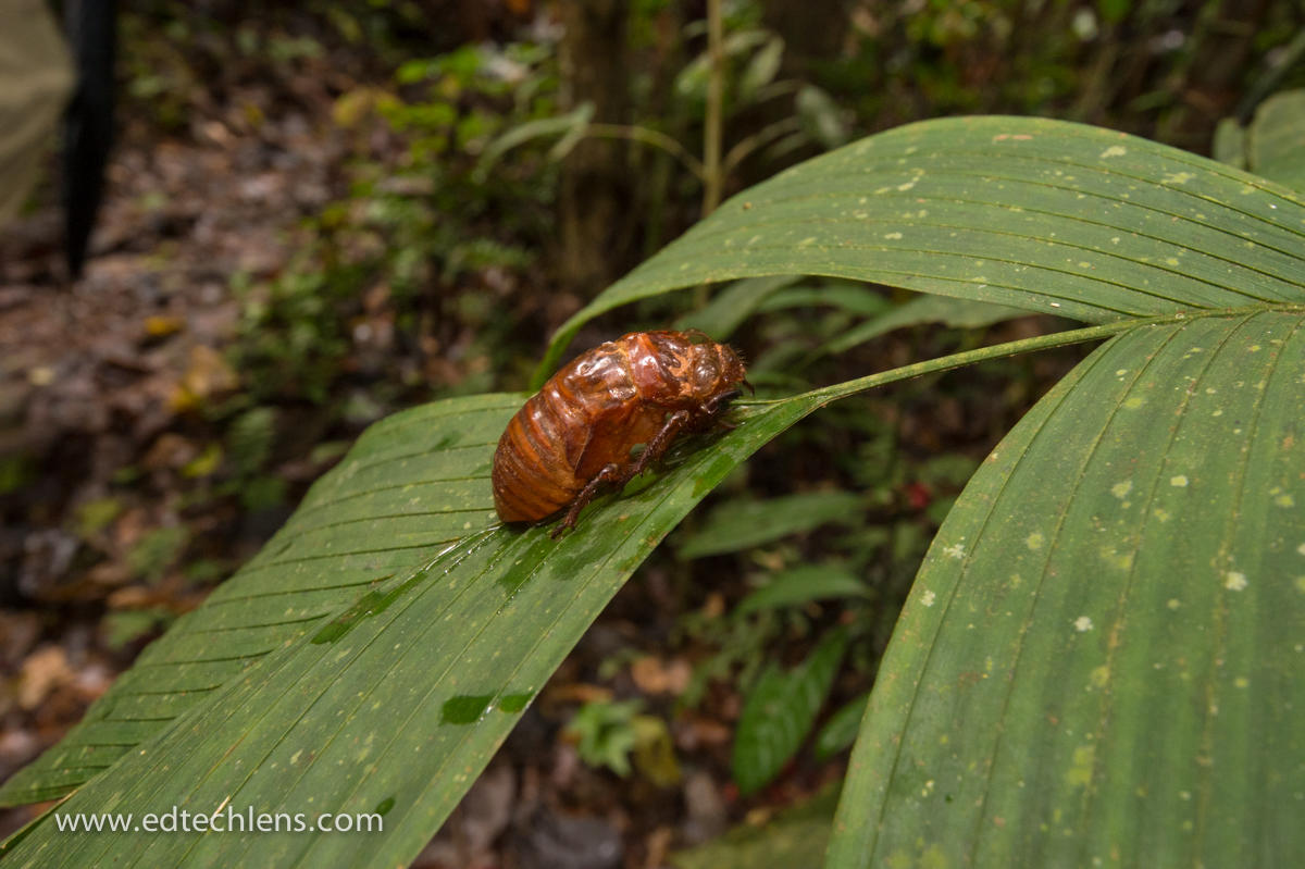 Rainforest Insects Exoskeletons cicada Ellen Senisi