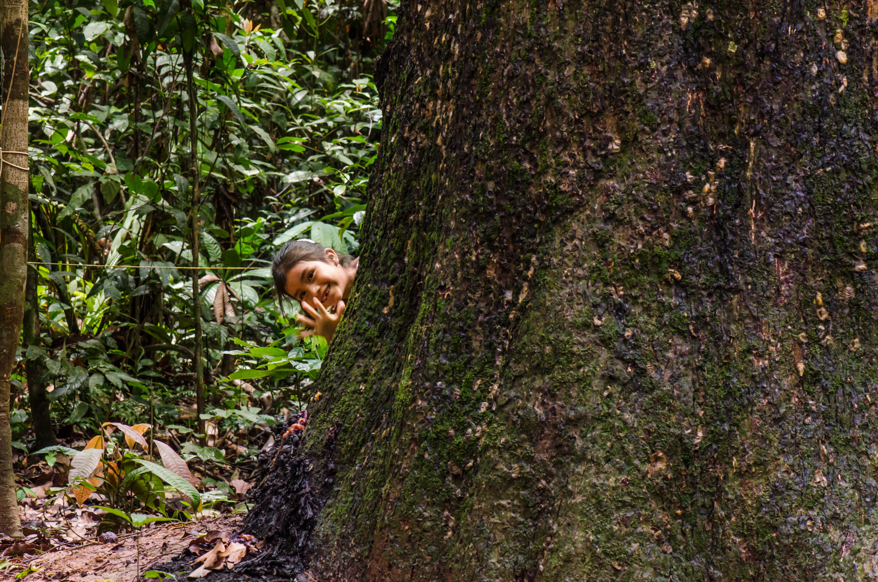  Tree Trunk