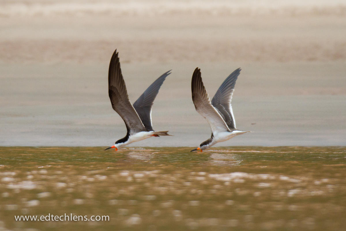 Black Skimmers Searching for Food (Image by Ellen Senisi) Black skimmer Rynchopus niger Bird K-5 Science EdTechLens